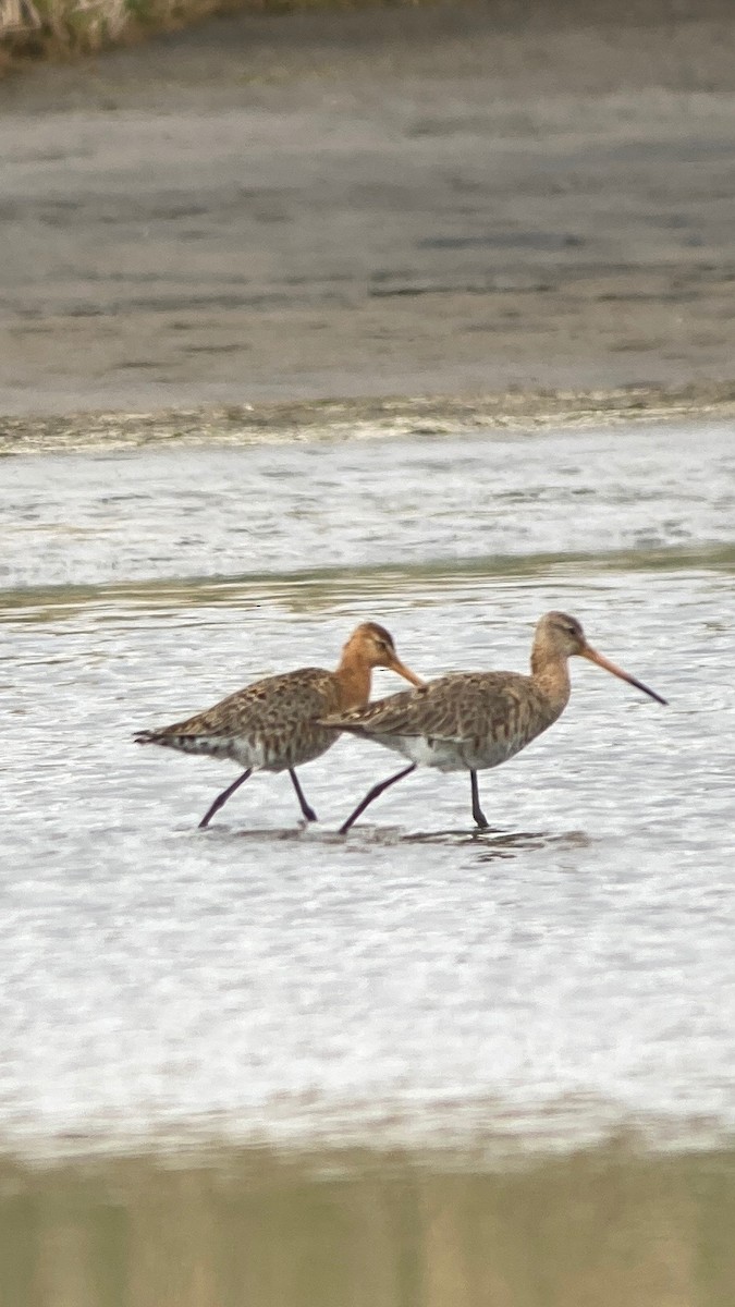 Black-tailed Godwit - ML466921341