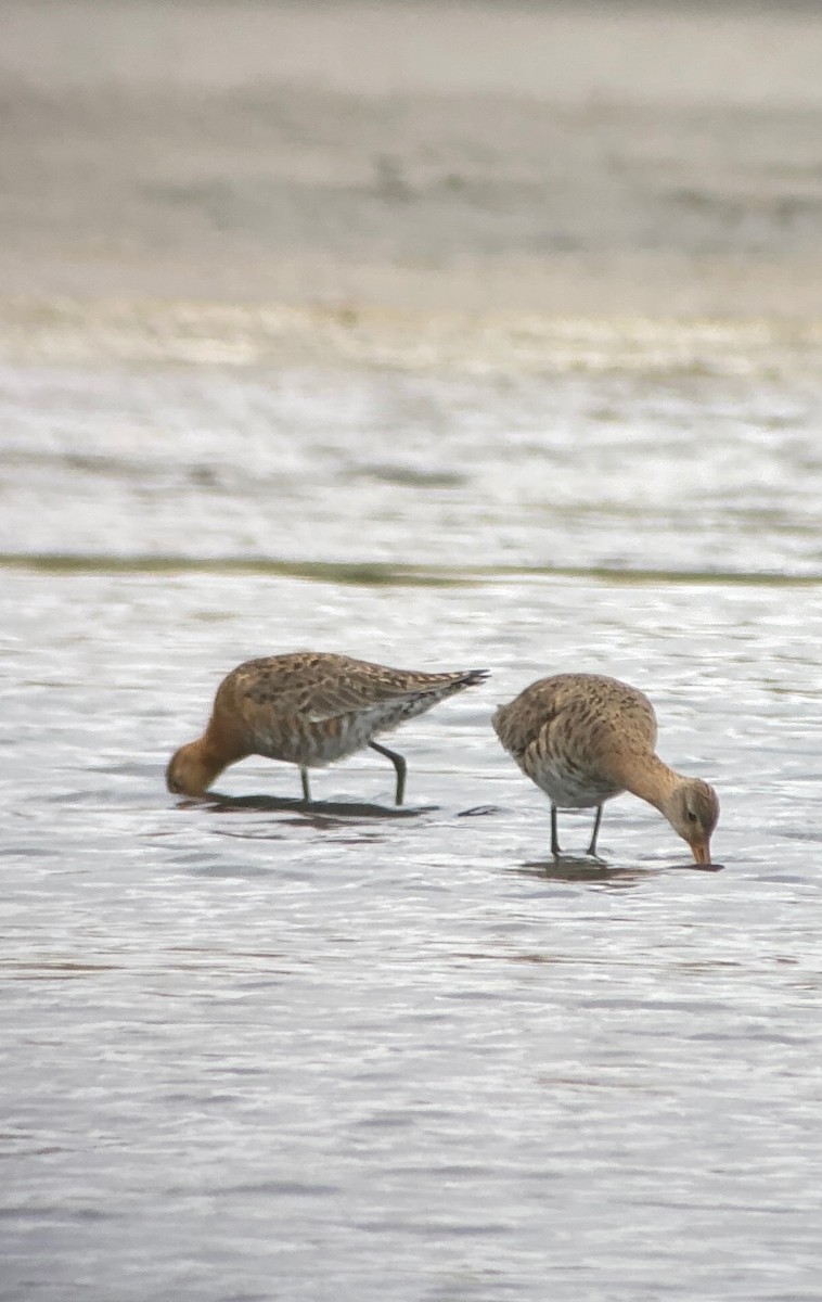 Black-tailed Godwit - ML466921371