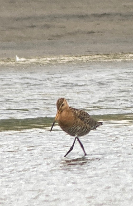 Black-tailed Godwit - ML466921391