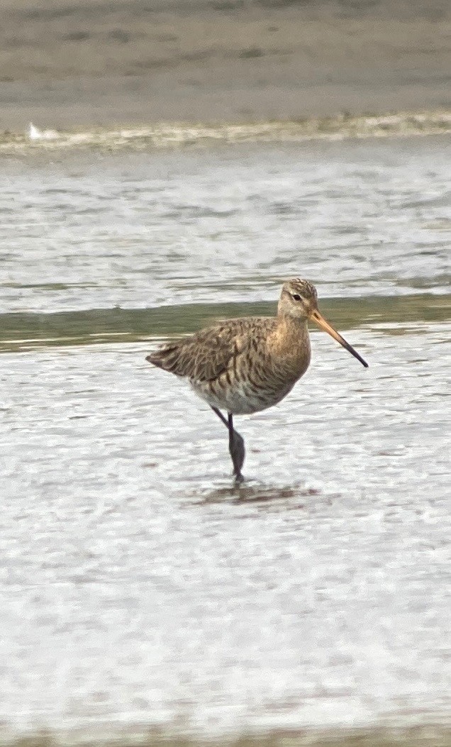 Black-tailed Godwit - ML466921421