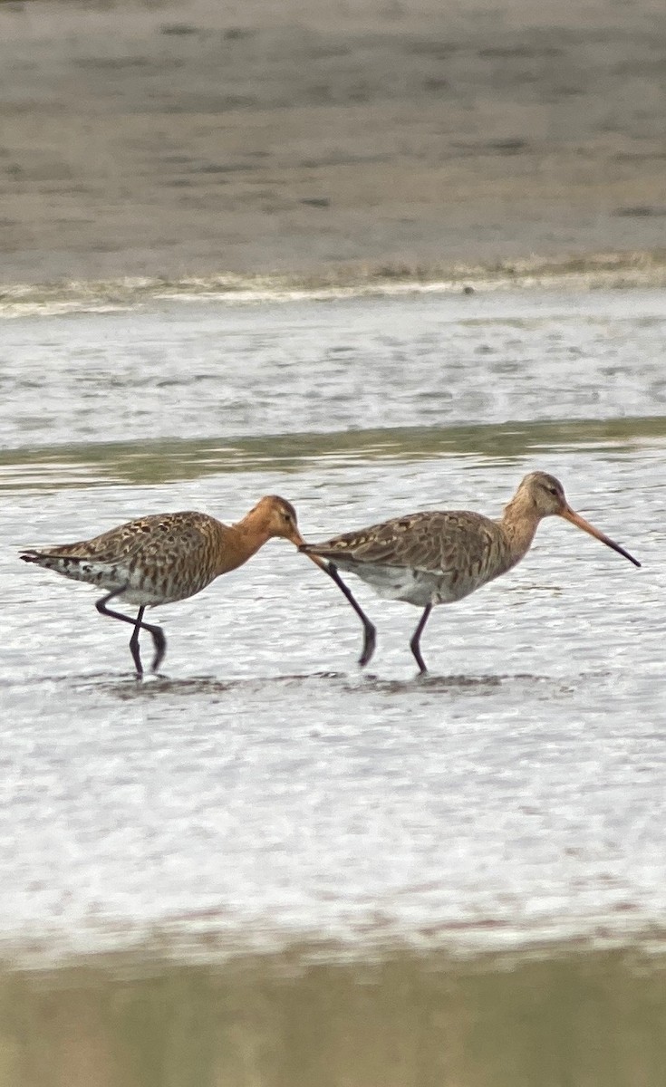 Black-tailed Godwit - ML466921431