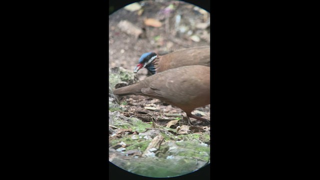 Blue-headed Quail-Dove - ML466924281