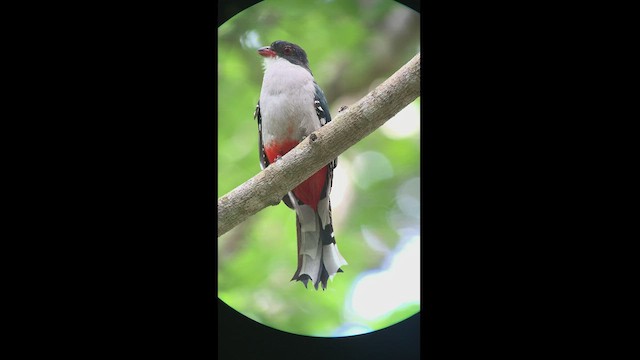 Trogon de Cuba - ML466924461