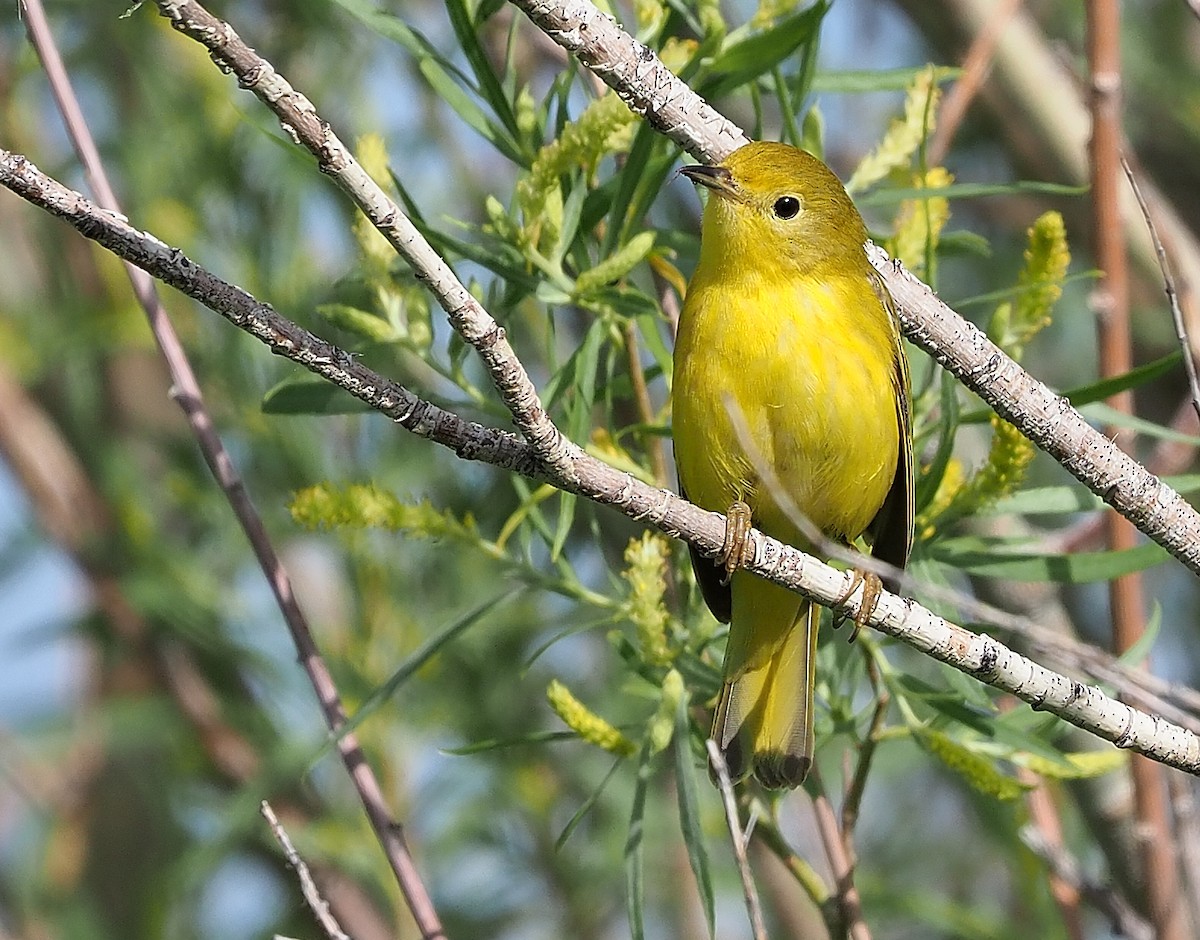 Yellow Warbler (Northern) - Aidan Brubaker