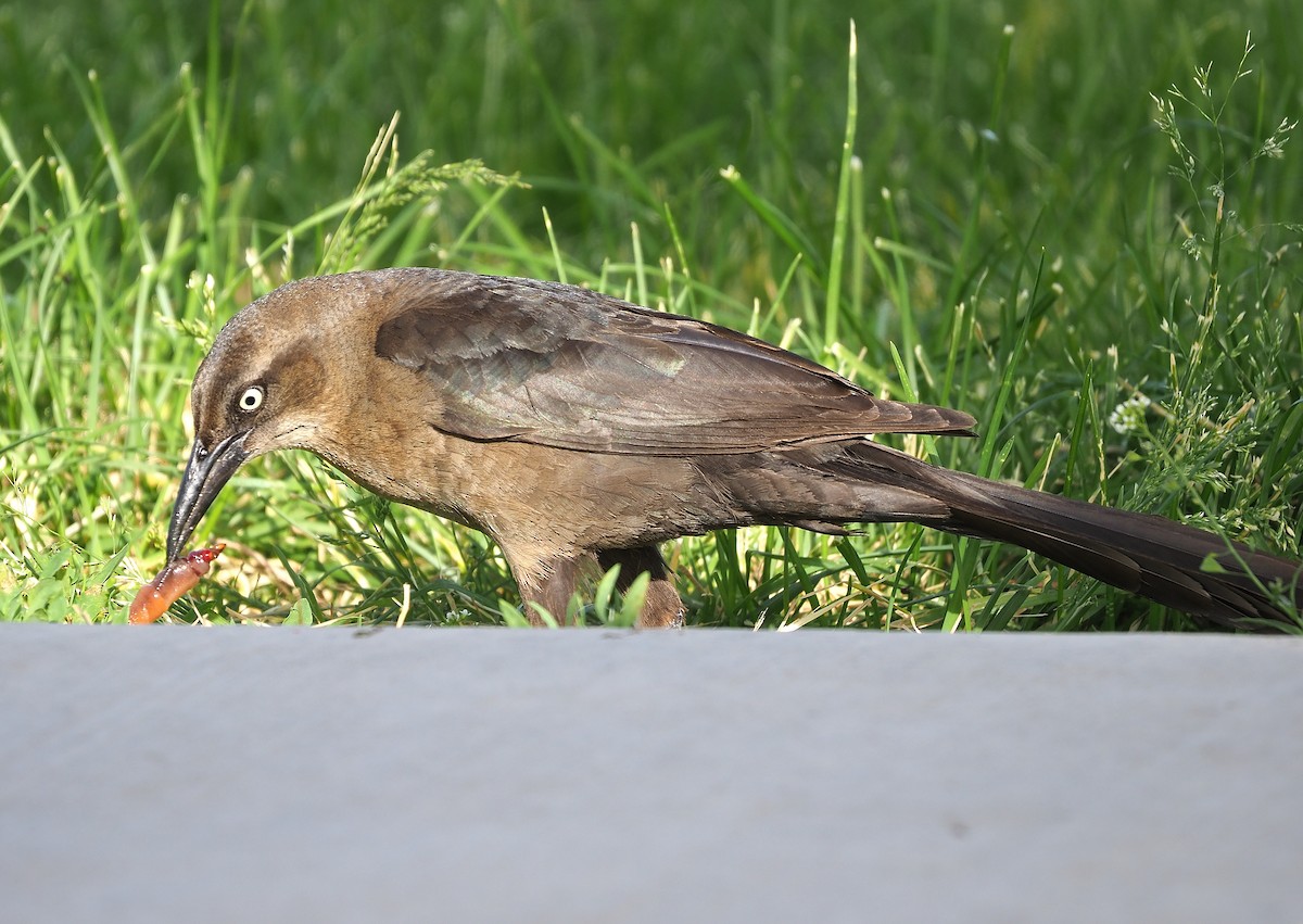 Great-tailed Grackle - Aidan Brubaker