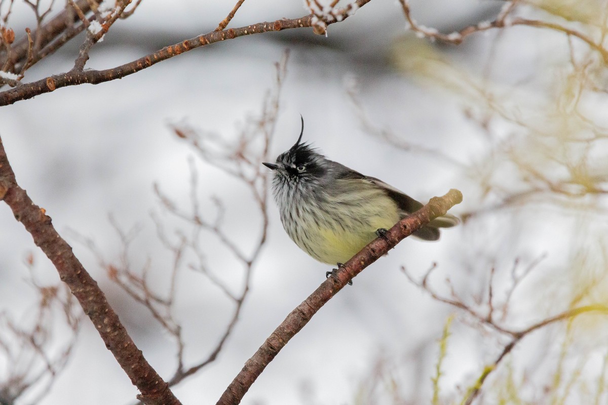 Tufted Tit-Tyrant - Juanjo Soto Sanhueza