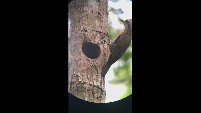 Cuban Green Woodpecker - ML466925591