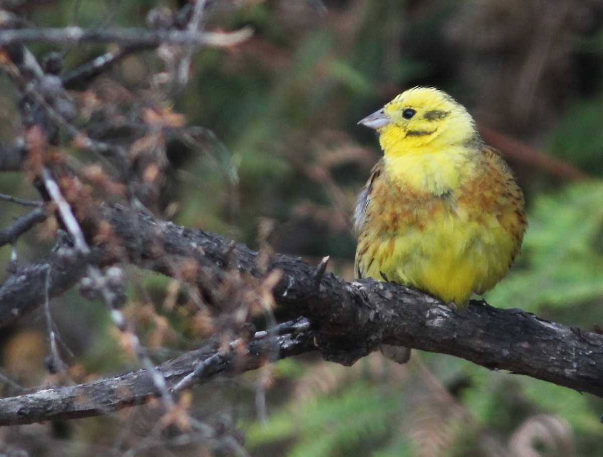 Yellowhammer - ML46692601