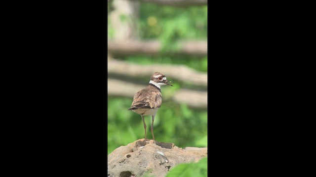 Пісочник крикливий - ML466926051