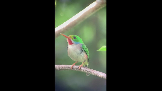 Тоді кубинський - ML466926061