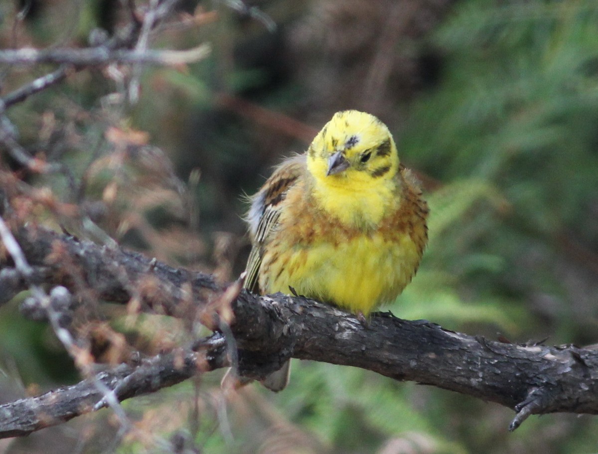 Yellowhammer - ML46692611