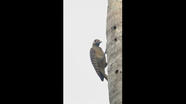 Декол кубинський - ML466926181