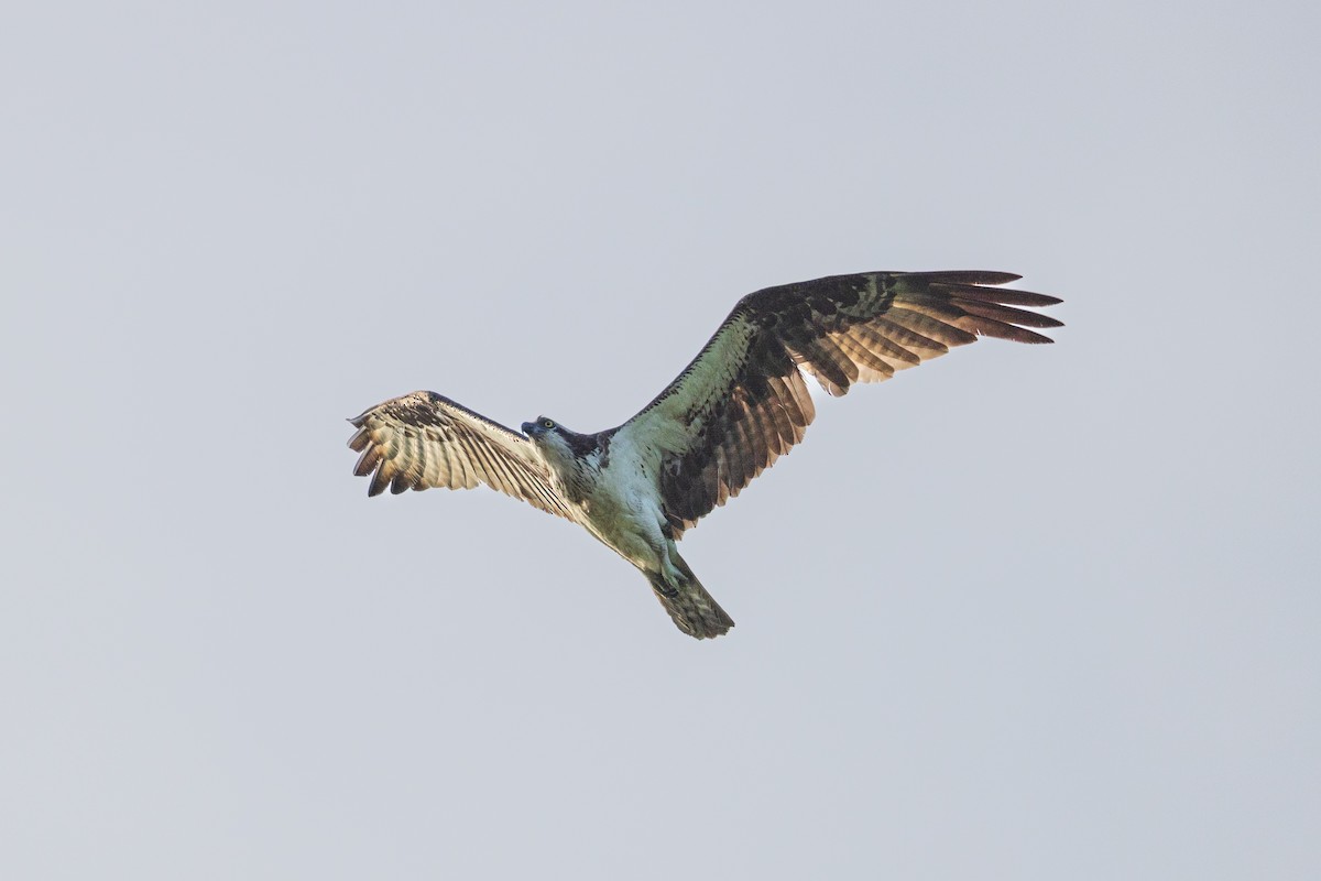 Balbuzard pêcheur - ML466926701