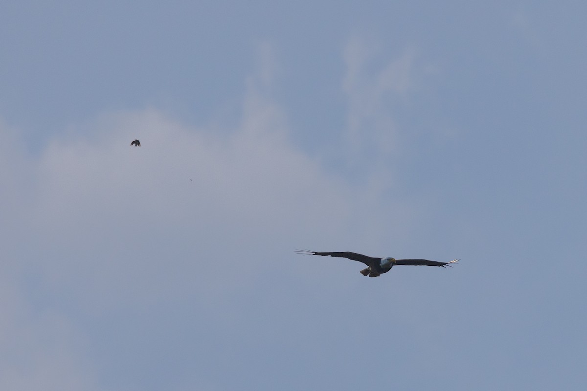 Bald Eagle - ML466926731