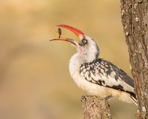 Uzbek kushikchilari xakida seks