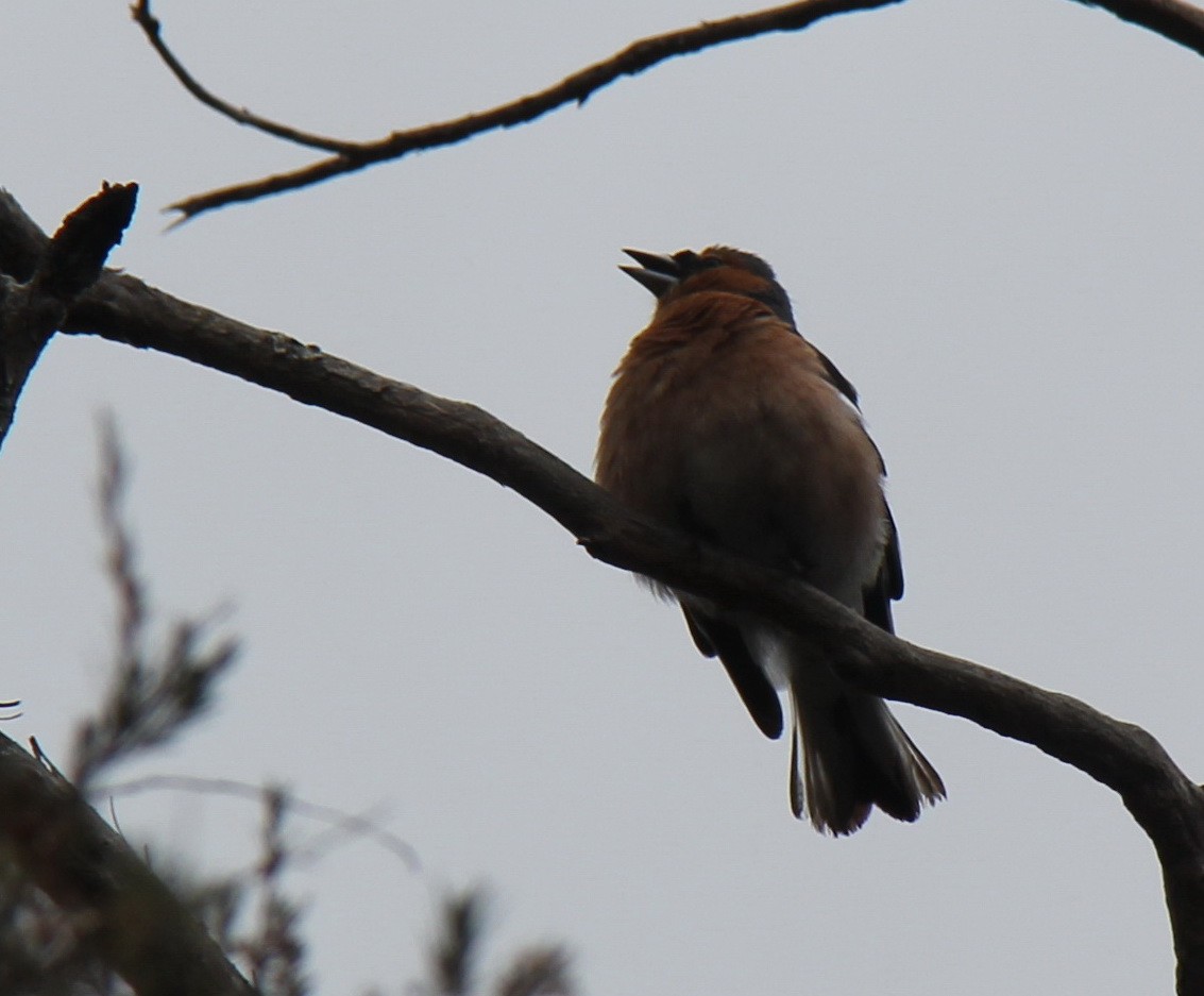 Common Chaffinch - ML46692831