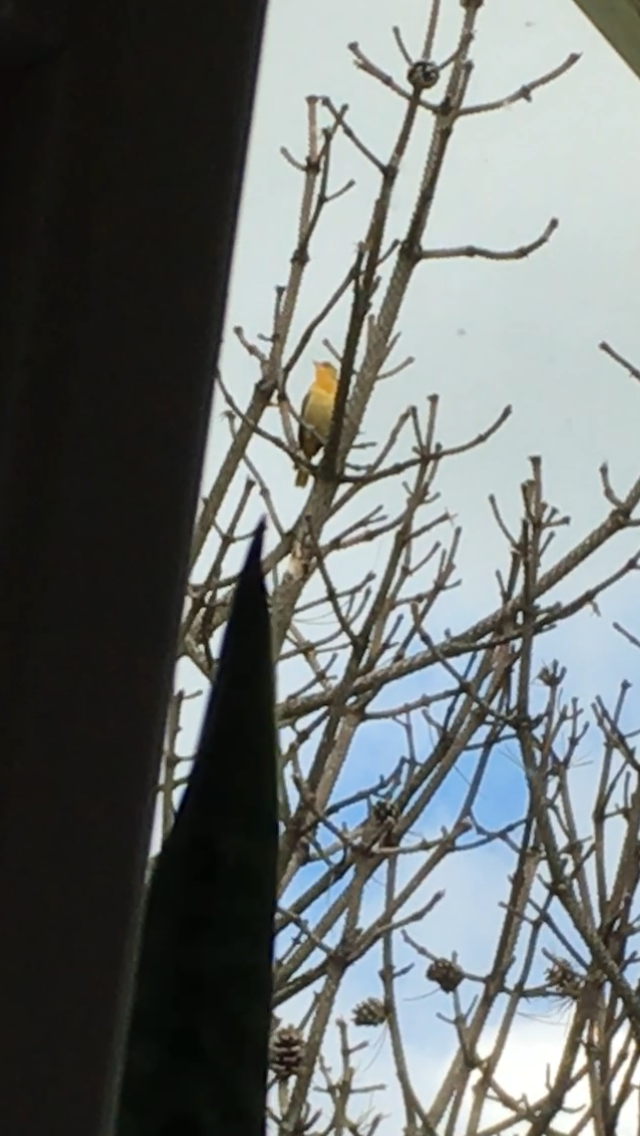 Orchard Oriole - ML466929011