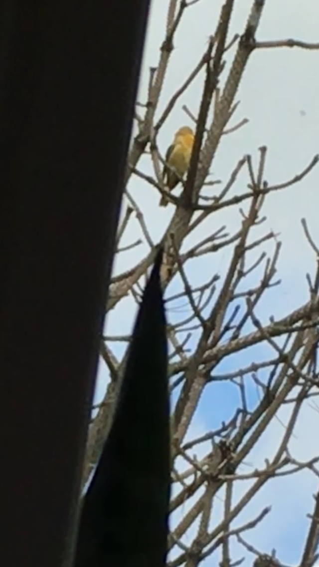 Orchard Oriole - ML466929031