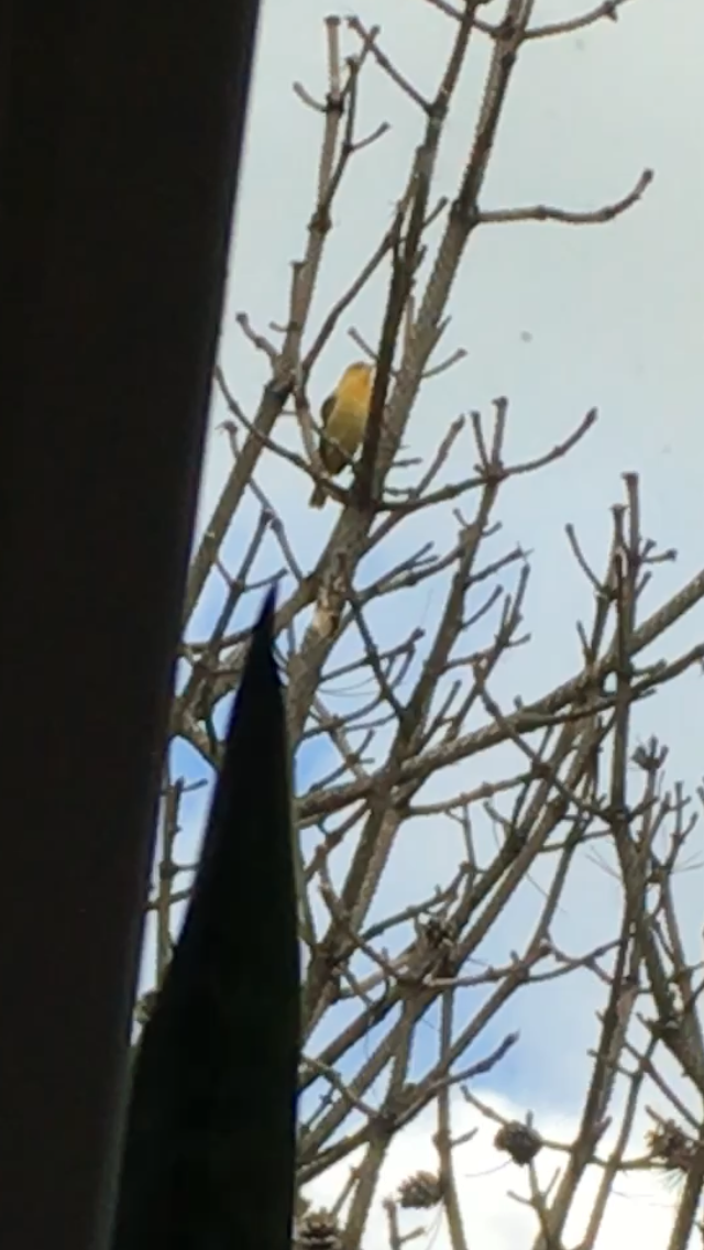 Orchard Oriole - ML466929051