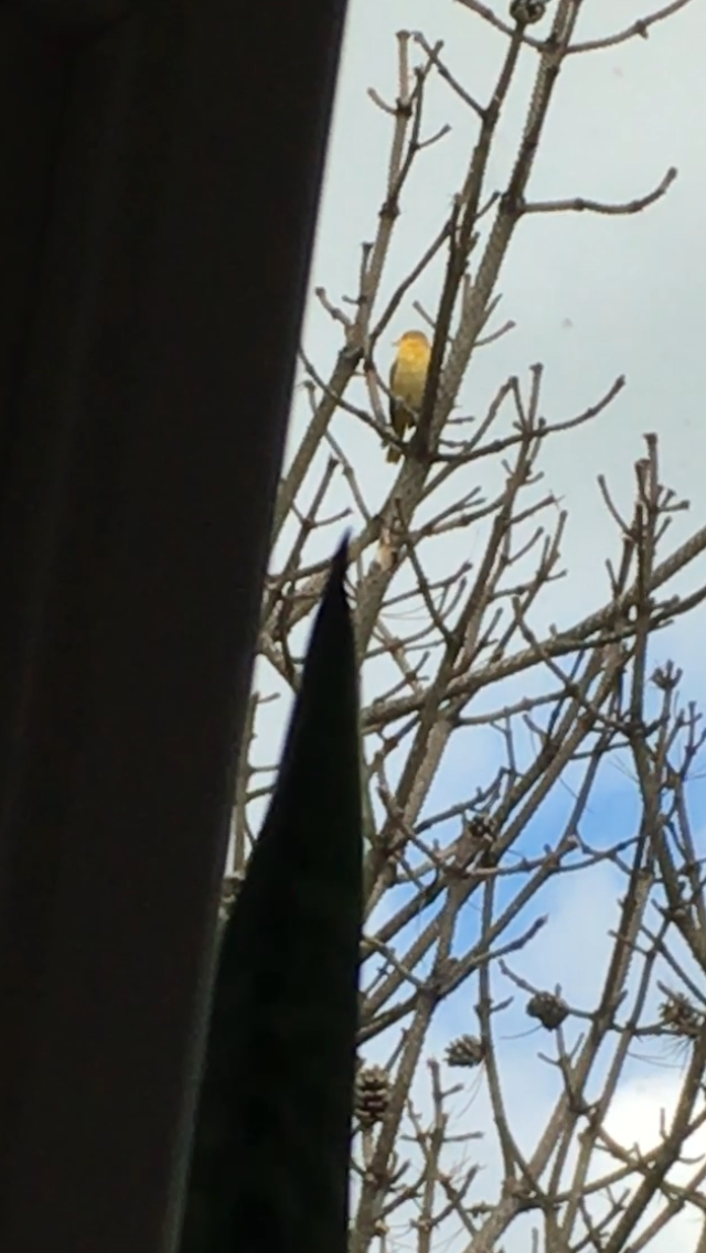 Orchard Oriole - ML466929061