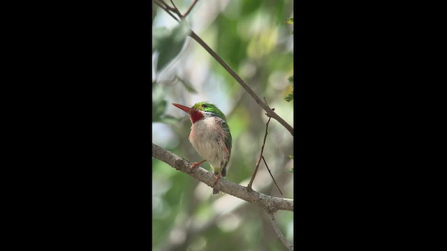 Cuban Tody - ML466930021