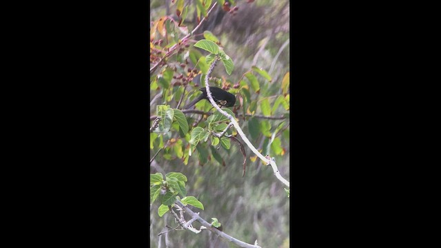 Cuban Bullfinch - ML466930121