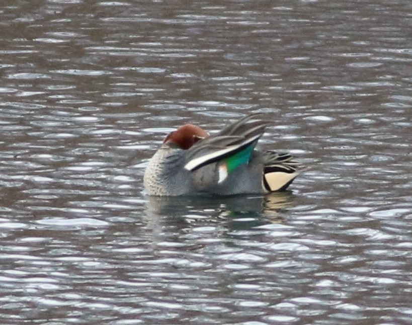 Green-winged Teal (Eurasian) - Eric Hartshaw