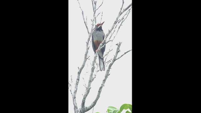 Red-legged Thrush - ML466933691