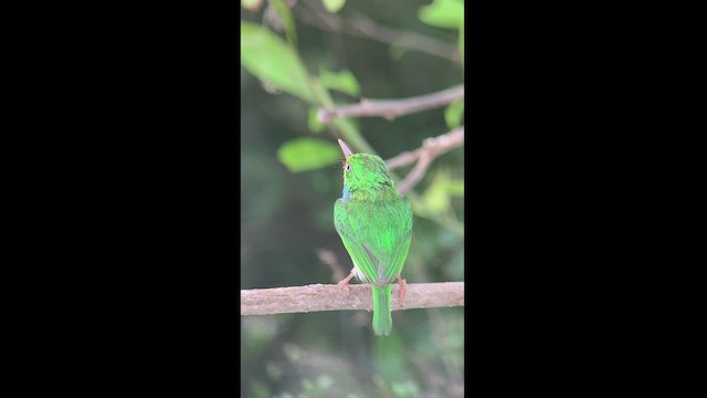 Cuban Tody - ML466933731