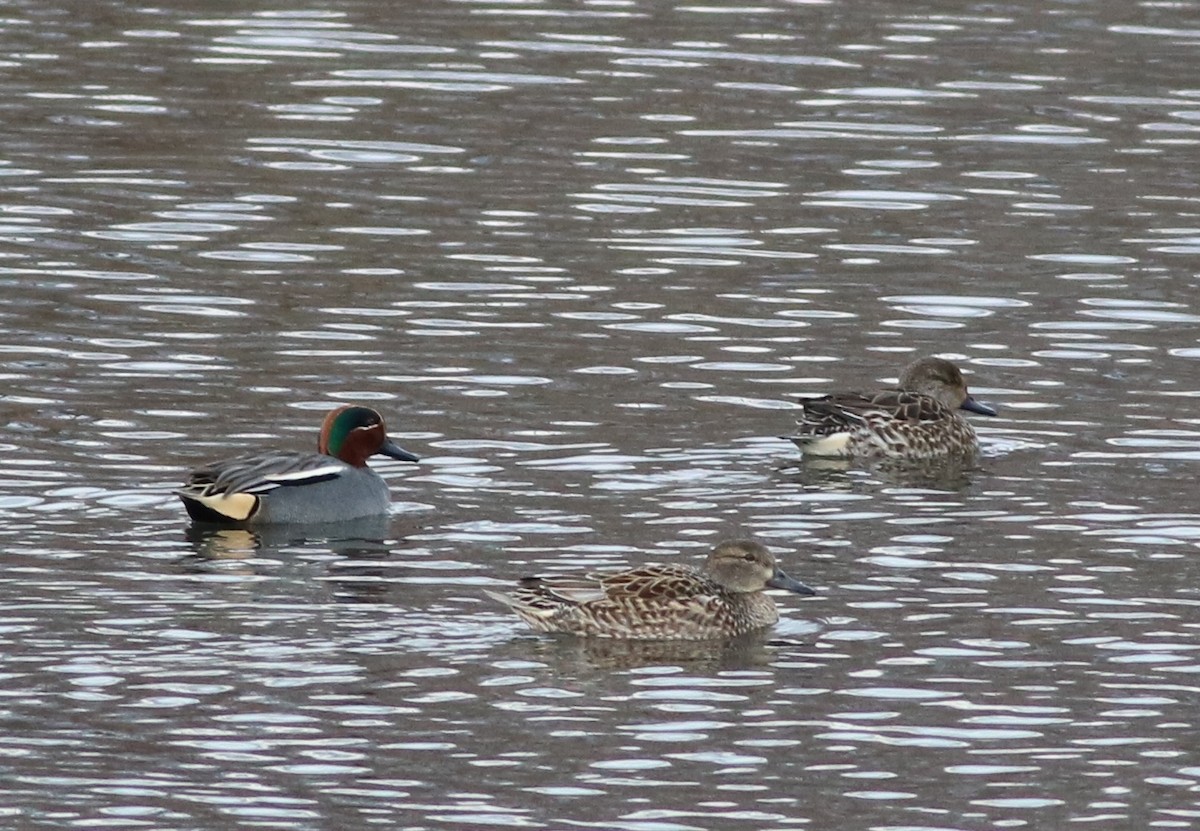 Green-winged Teal (Eurasian) - Eric Hartshaw