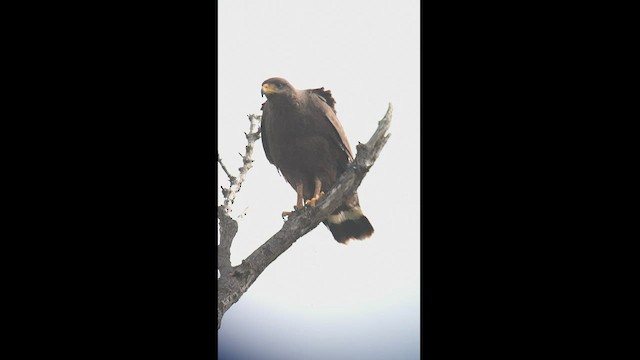 Cuban Black Hawk - ML466934931