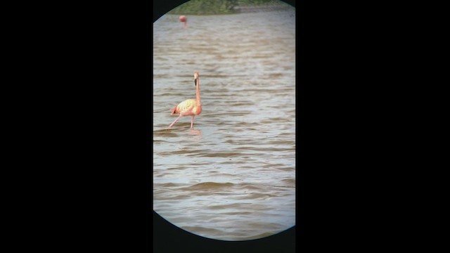 Amerika Flamingosu - ML466934951