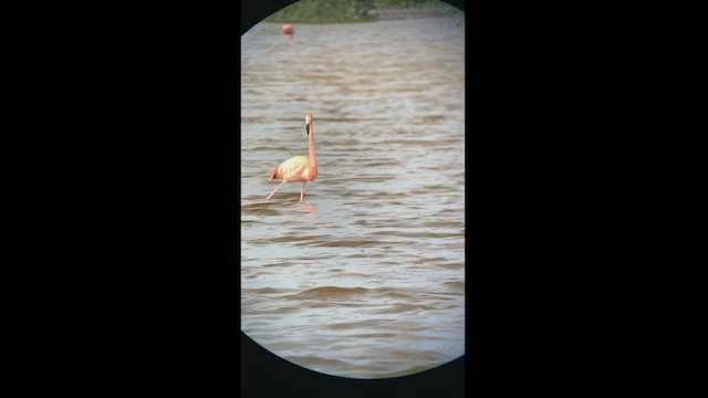 Flamant des Caraïbes - ML466934951