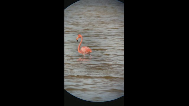 American Flamingo - ML466934961