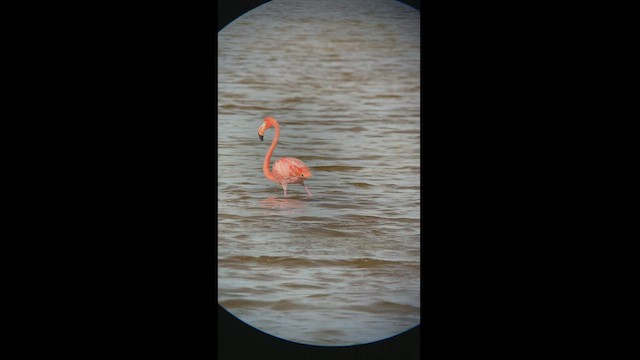 פלמינגו אמריקני - ML466934961