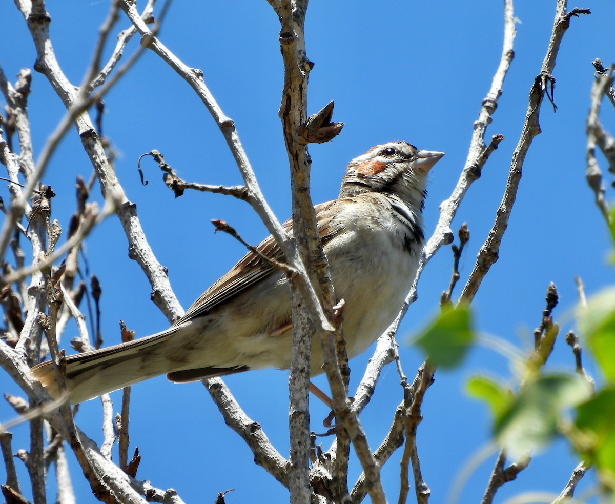 Lark Sparrow - ML466935041