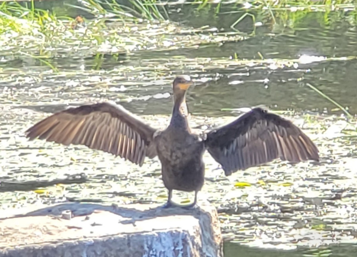 Double-crested Cormorant - ML466936111