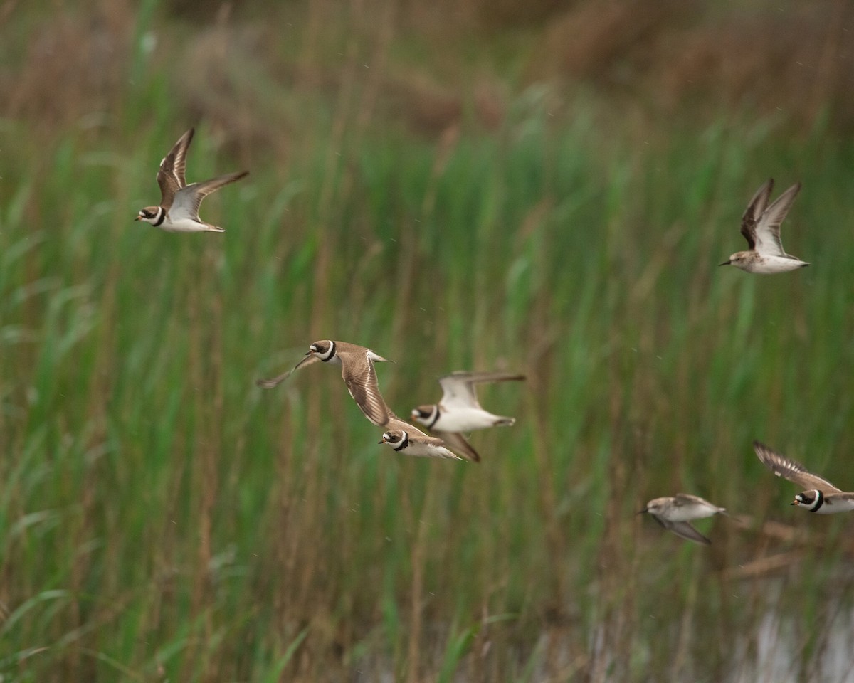 Semipalmated Plover - Joseph Salmieri Jr.