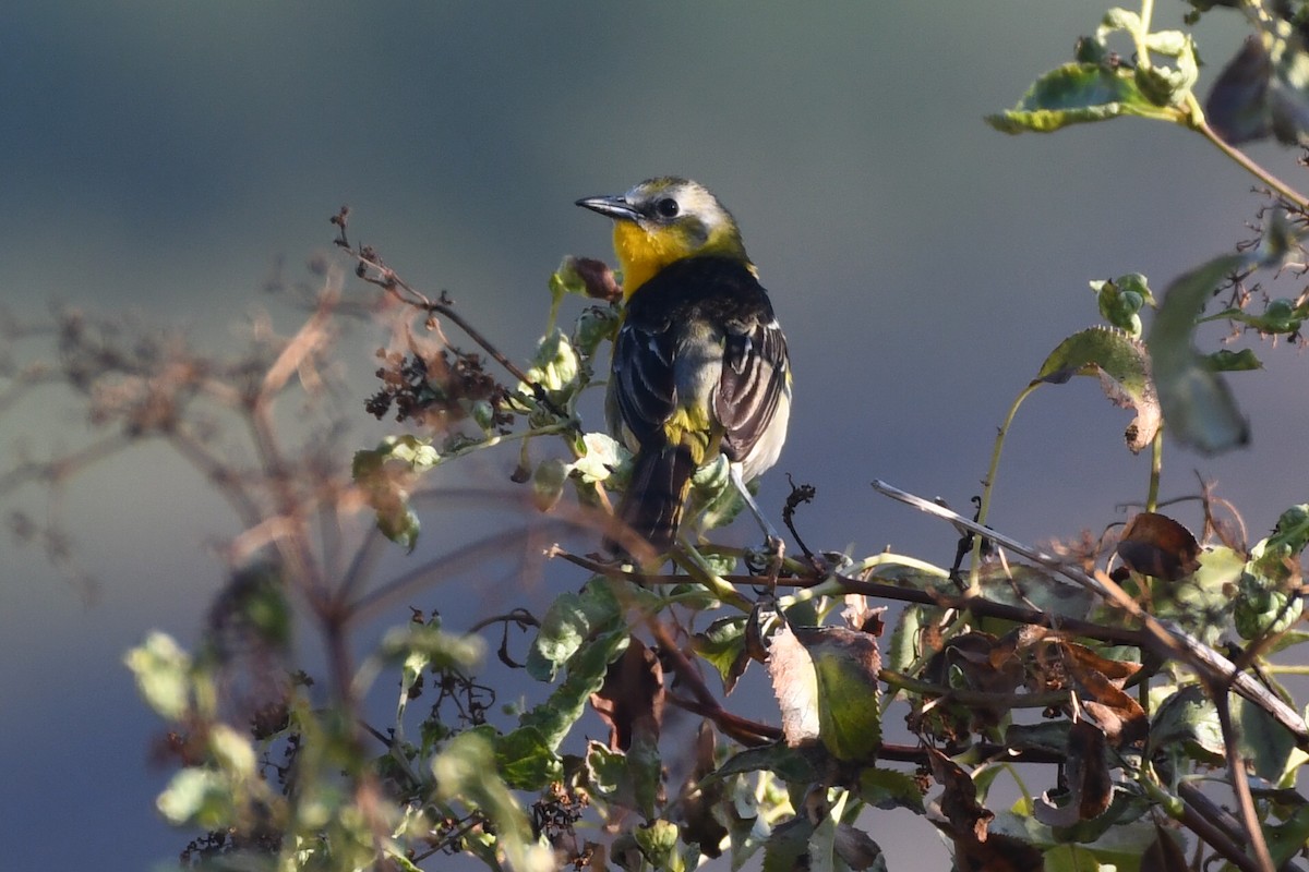 Yellow-breasted Chat x Hooded Oriole (hybrid) - ML466937721