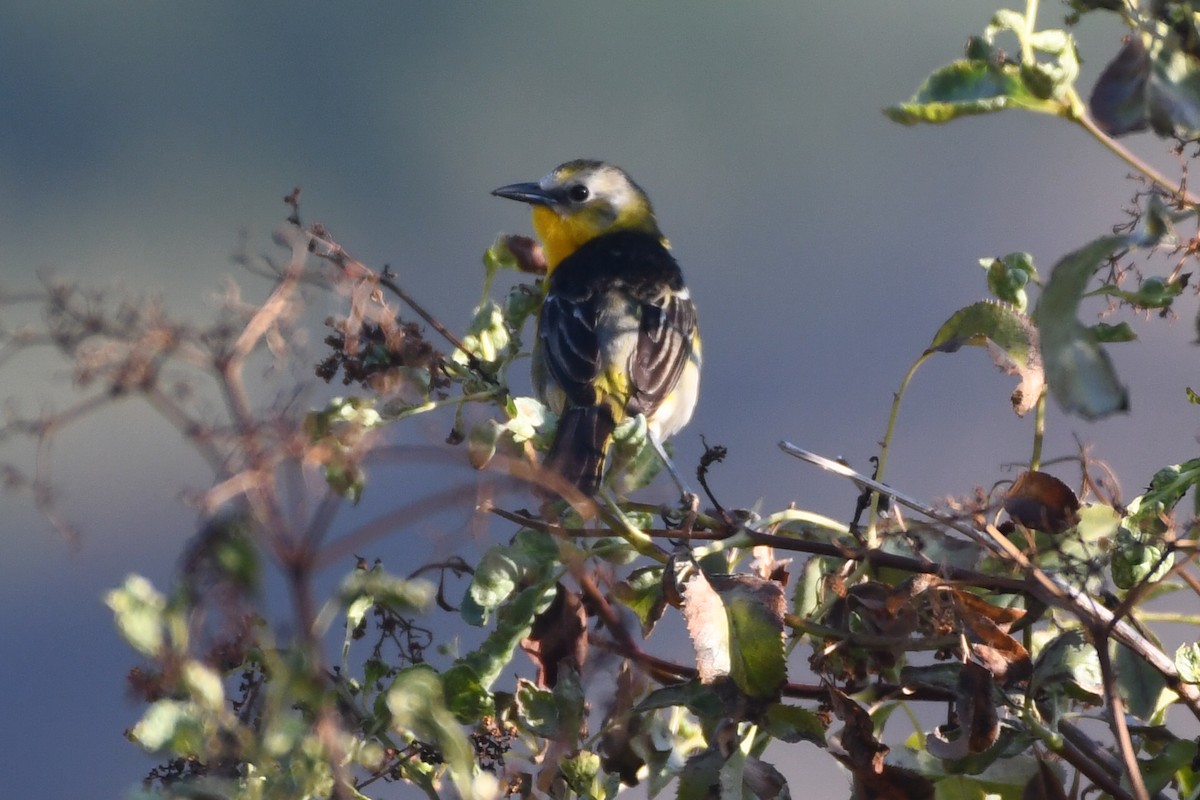 Yellow-breasted Chat x Hooded Oriole (hybrid) - ML466937731
