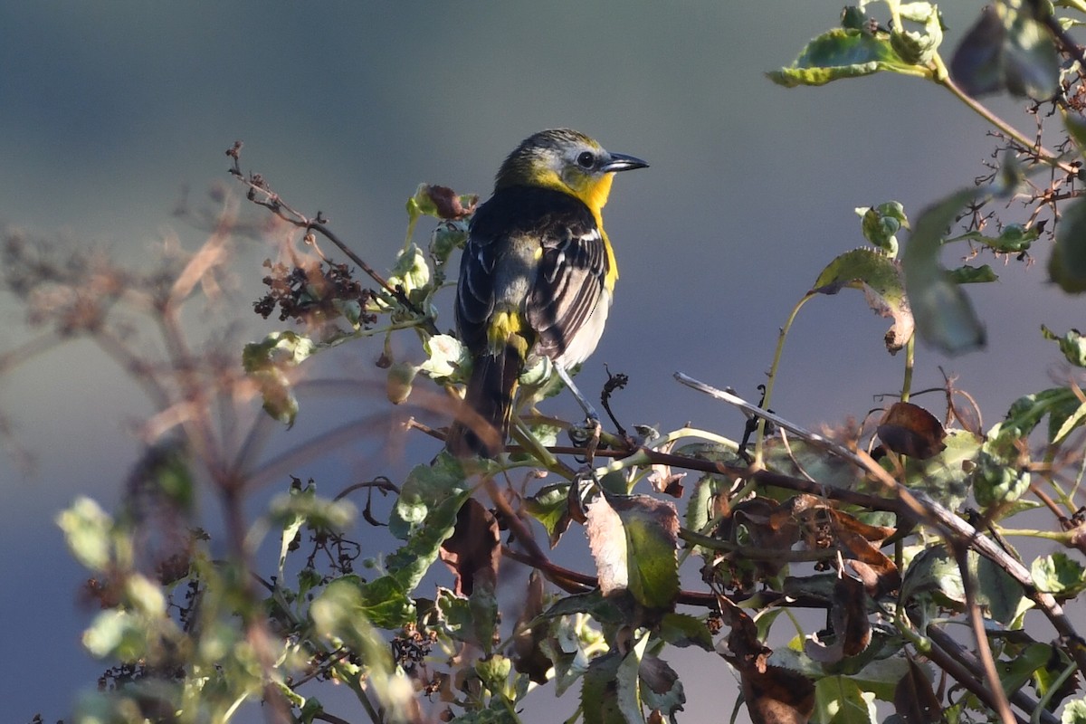Yellow-breasted Chat x Hooded Oriole (hybrid) - ML466937741