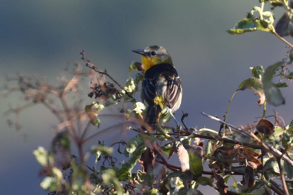 Yellow-breasted Chat x Hooded Oriole (hybrid) - ML466937751