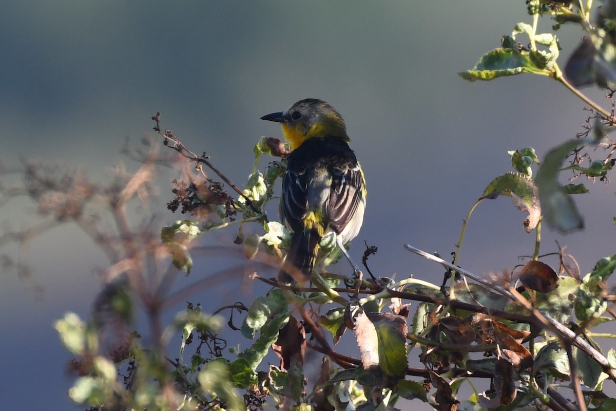 Yellow-breasted Chat x Hooded Oriole (hybrid) - ML466937761