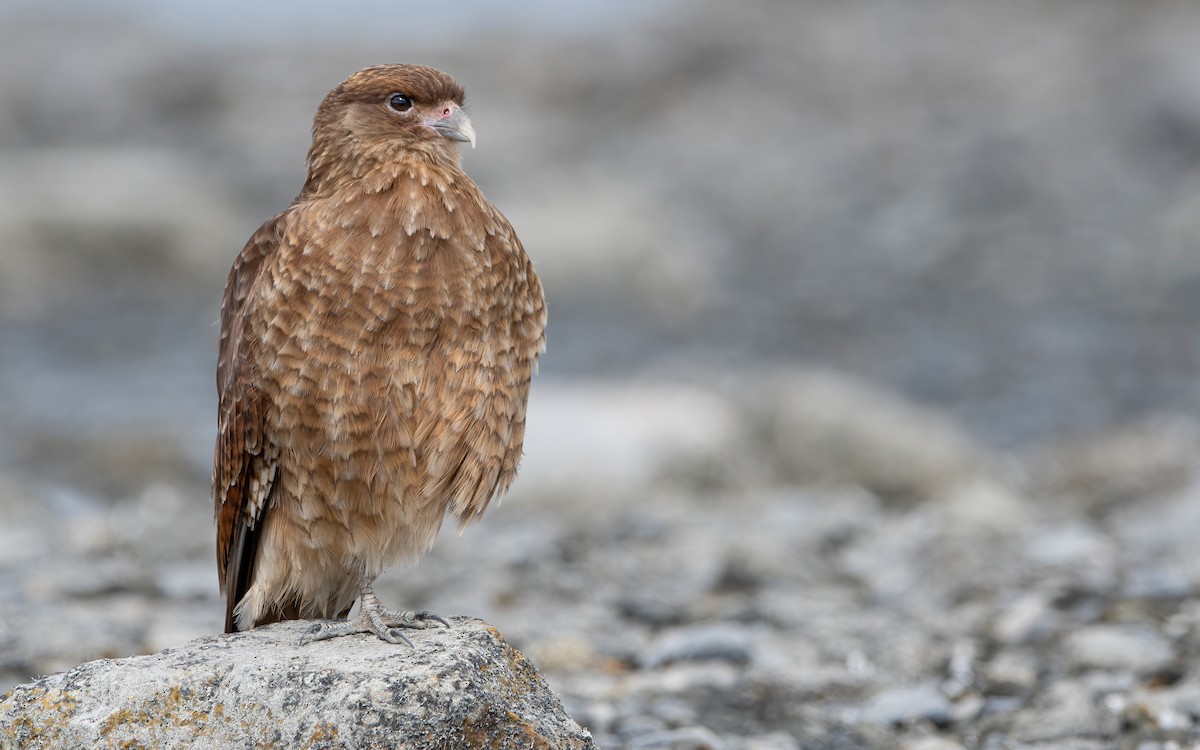 Chimango Caracara - ML466937981