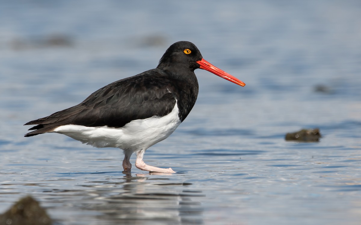 Magellanic Oystercatcher - ML466938711