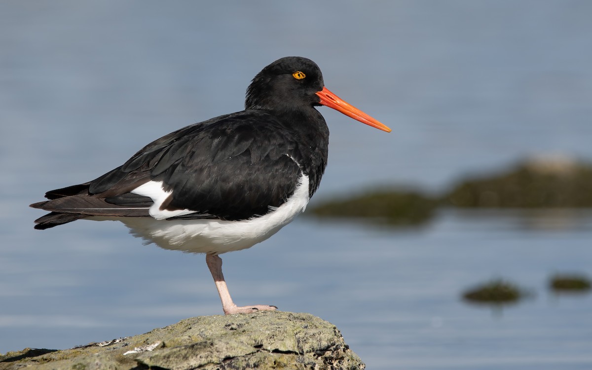 Magellanic Oystercatcher - ML466938721