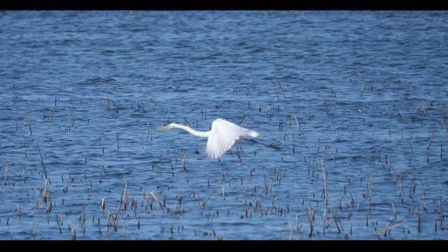 Grande Aigrette - ML466938911