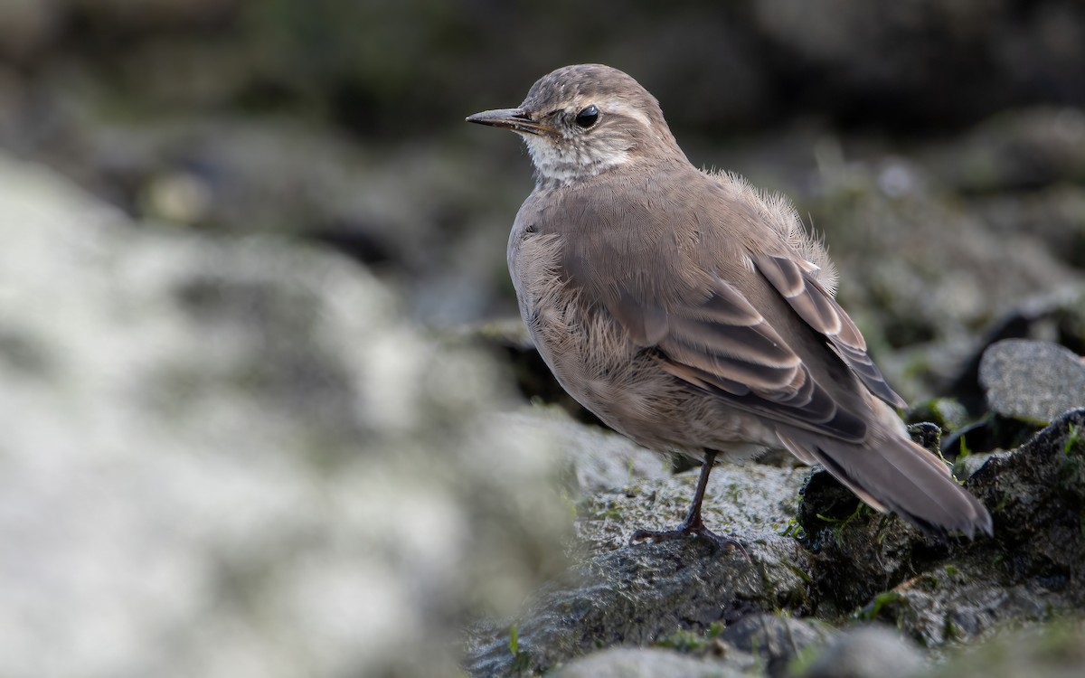 Buff-winged Cinclodes - ML466939001