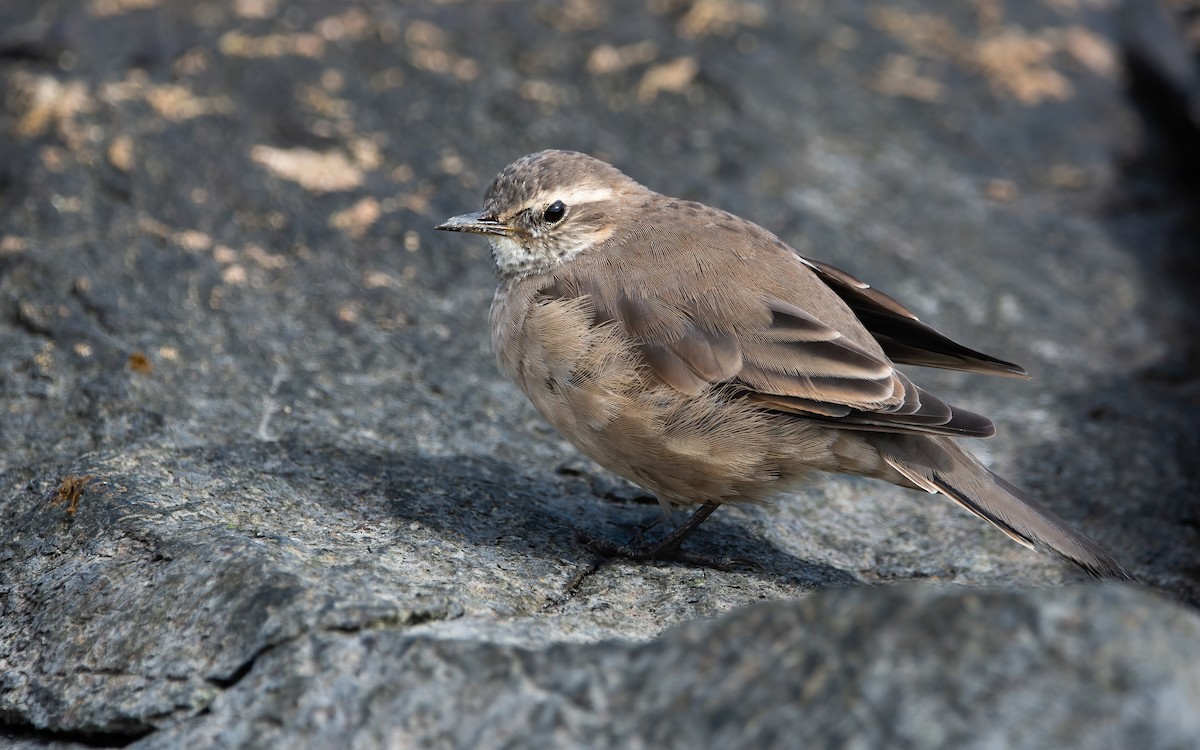 Buff-winged Cinclodes - ML466939021