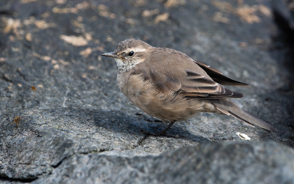 Buff-winged Cinclodes - ML466939031